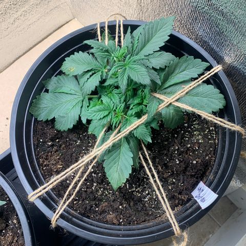 White widow Auto growlog timeline photo