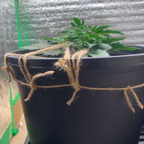 NYC diesel x White widow Auto growlog timeline photo