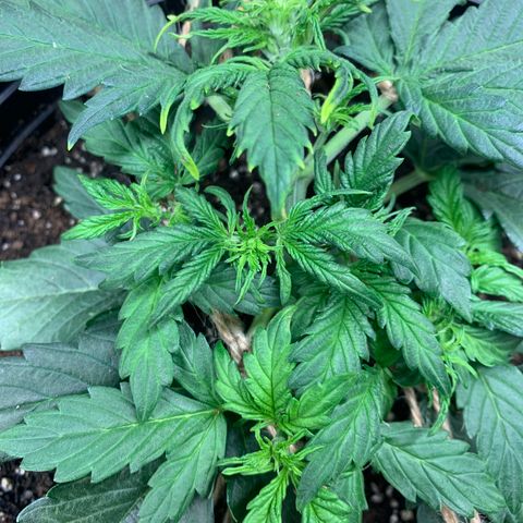 NYC diesel x White widow Auto growlog timeline photo