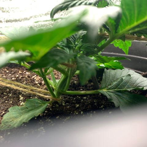 White widow Auto growlog timeline photo