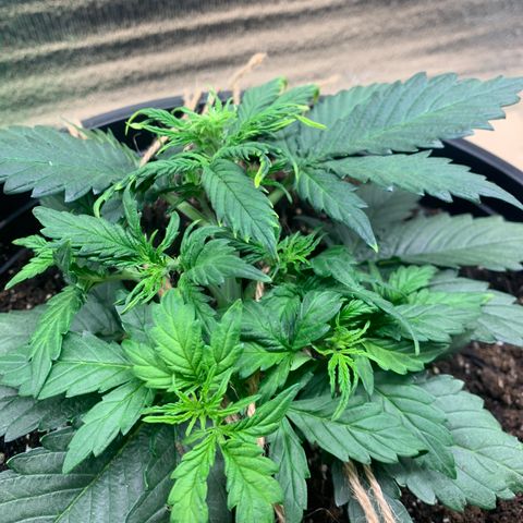 NYC diesel x White widow Auto growlog timeline photo