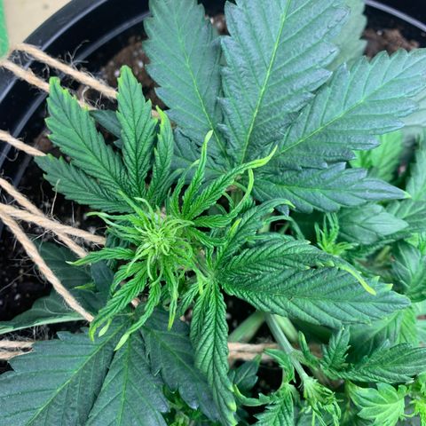 NYC diesel x White widow Auto growlog timeline photo
