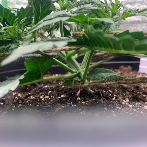 NYC diesel x White widow Auto growlog timeline photo