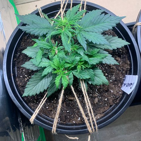 NYC diesel x White widow Auto growlog timeline photo