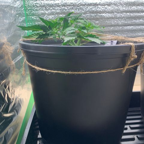 NYC diesel x White widow Auto growlog timeline photo
