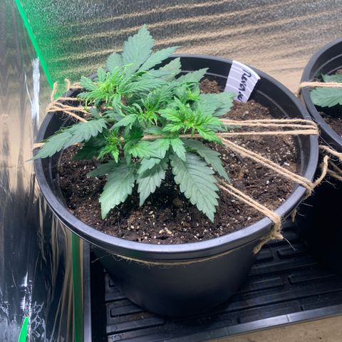 NYC diesel x White widow Auto growlog timeline photo