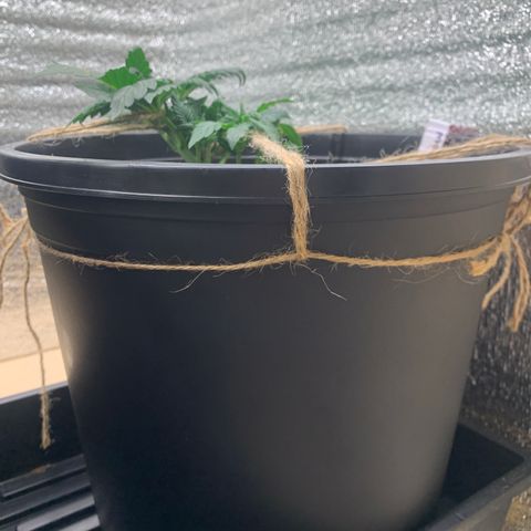 White widow Auto growlog timeline photo