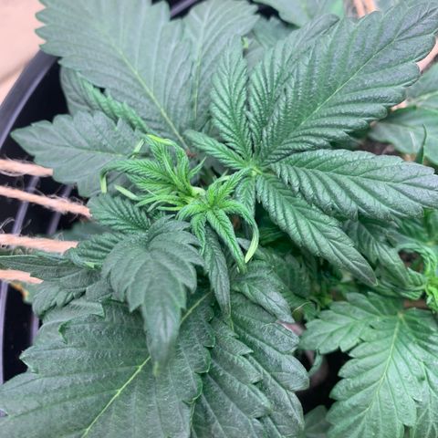 White widow Auto growlog timeline photo