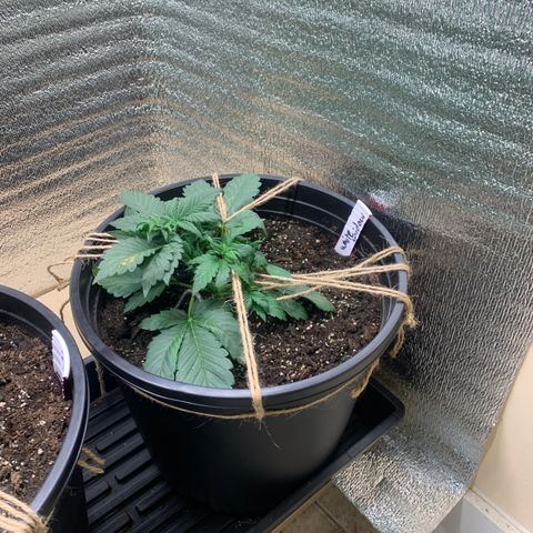 White widow Auto growlog timeline photo