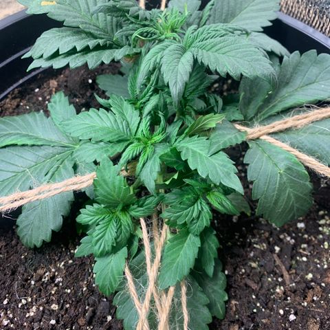White widow Auto growlog timeline photo