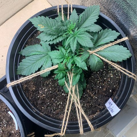 White widow Auto growlog timeline photo
