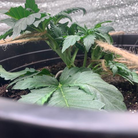 White widow Auto growlog timeline photo