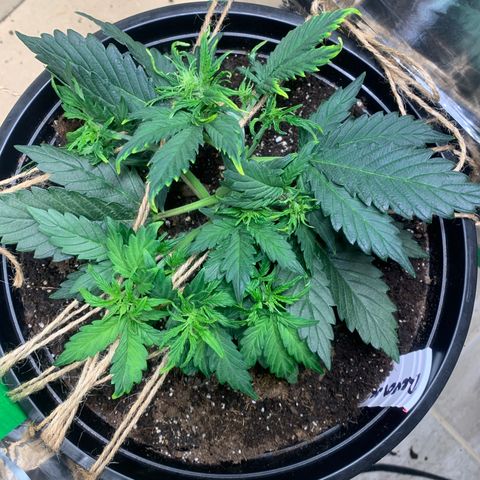 NYC diesel x White widow Auto growlog timeline photo