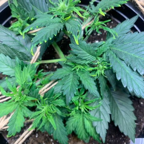 NYC diesel x White widow Auto growlog timeline photo