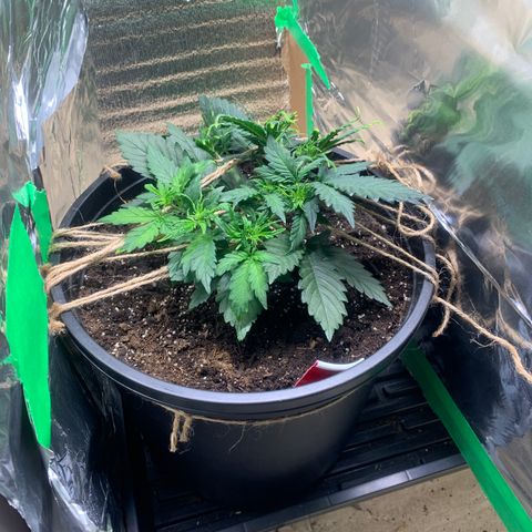 NYC diesel x White widow Auto growlog timeline photo