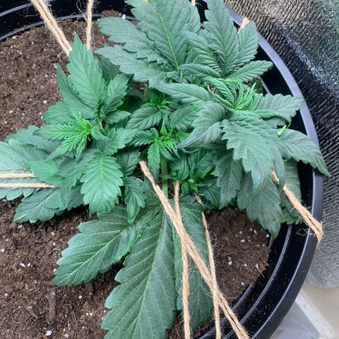 White widow Auto growlog timeline photo