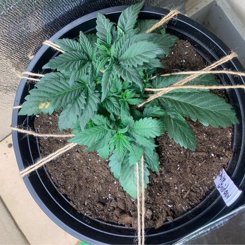 White widow Auto growlog timeline photo
