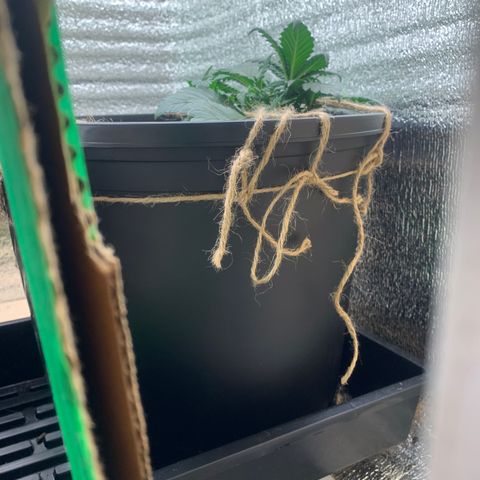 White widow Auto growlog timeline photo