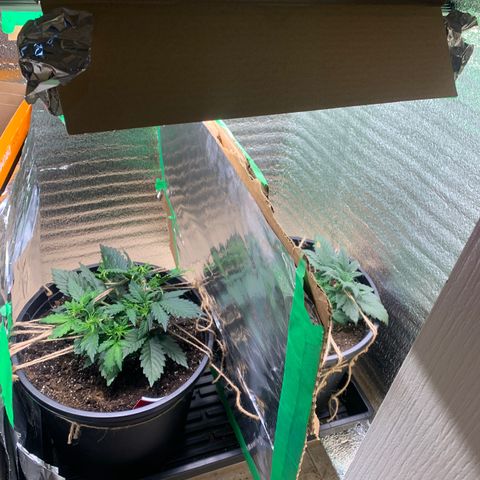 White widow Auto growlog timeline photo