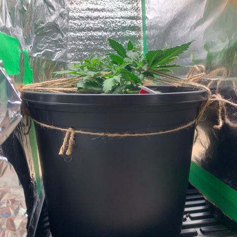 NYC diesel x White widow Auto growlog timeline photo