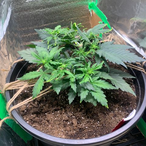 NYC diesel x White widow Auto growlog timeline photo