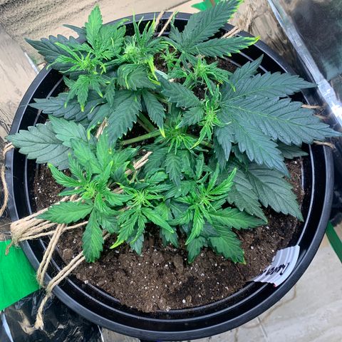 NYC diesel x White widow Auto growlog timeline photo