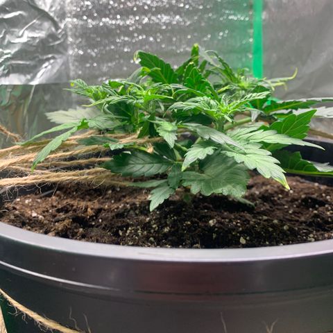 NYC diesel x White widow Auto growlog timeline photo