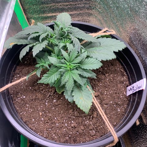 White widow Auto growlog timeline photo
