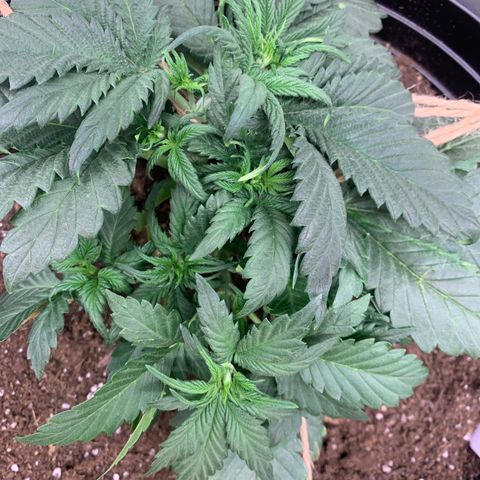 White widow Auto growlog timeline photo