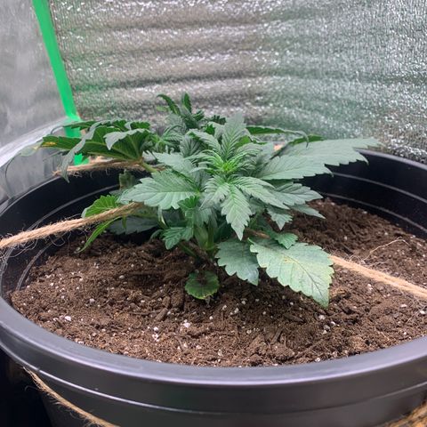 White widow Auto growlog timeline photo