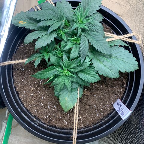 White widow Auto growlog timeline photo