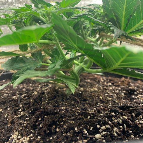 NYC diesel x White widow Auto growlog timeline photo