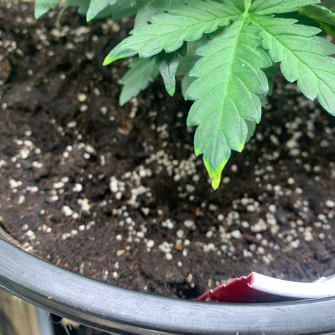 NYC diesel x White widow Auto growlog timeline photo