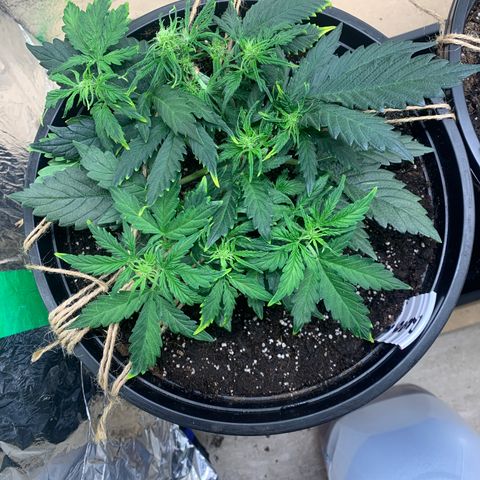 NYC diesel x White widow Auto growlog timeline photo
