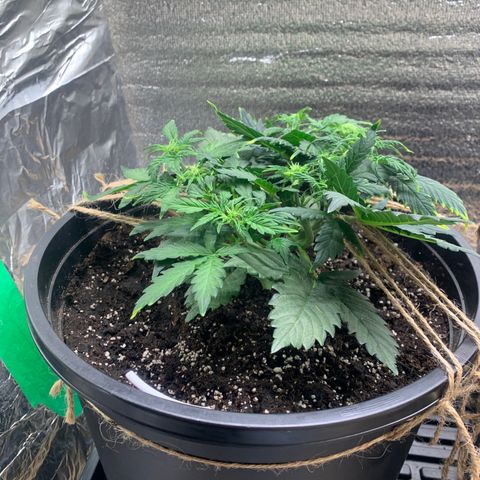 NYC diesel x White widow Auto growlog timeline photo