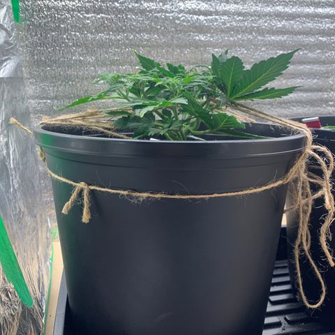 NYC diesel x White widow Auto growlog timeline photo