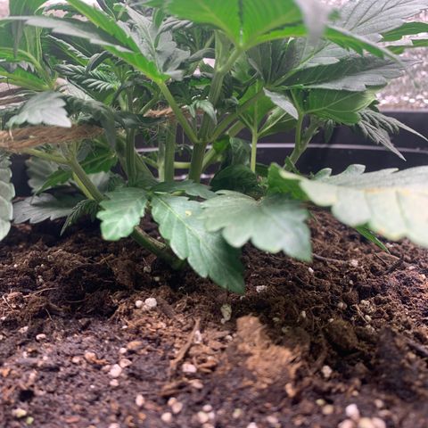 White widow Auto growlog timeline photo