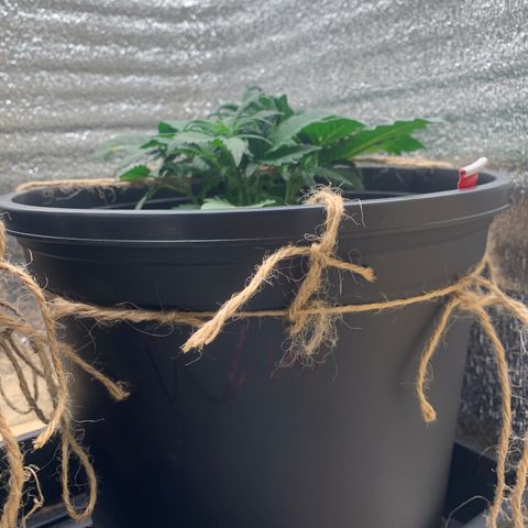 White widow Auto growlog timeline photo