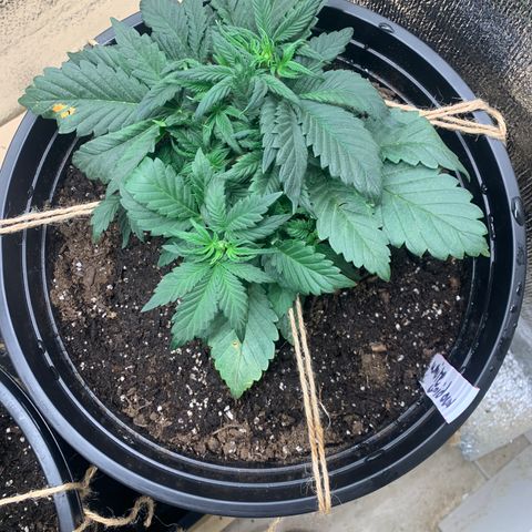 White widow Auto growlog timeline photo