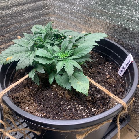 White widow Auto growlog timeline photo