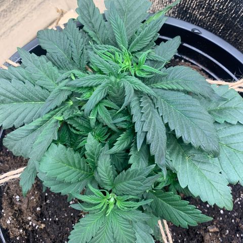 White widow Auto growlog timeline photo