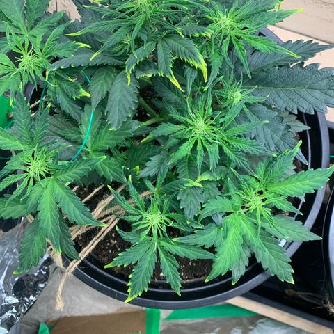 NYC diesel x White widow Auto growlog timeline photo