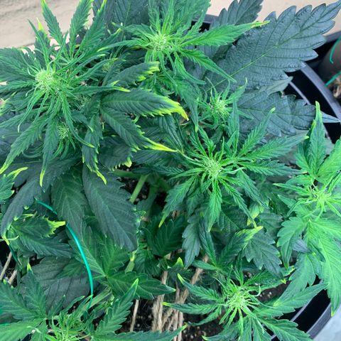 NYC diesel x White widow Auto growlog timeline photo
