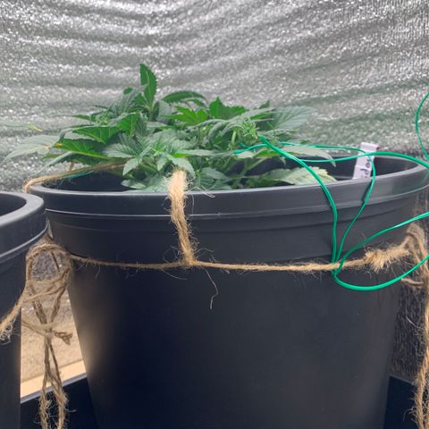 White widow Auto growlog timeline photo