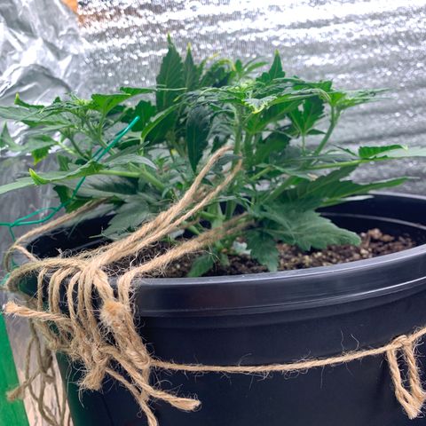 NYC diesel x White widow Auto growlog timeline photo