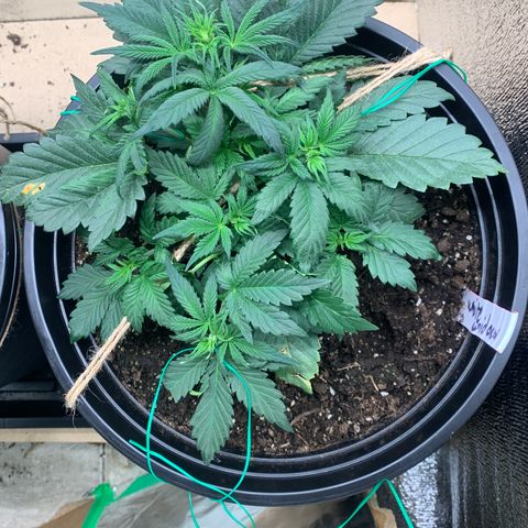 White widow Auto growlog timeline photo