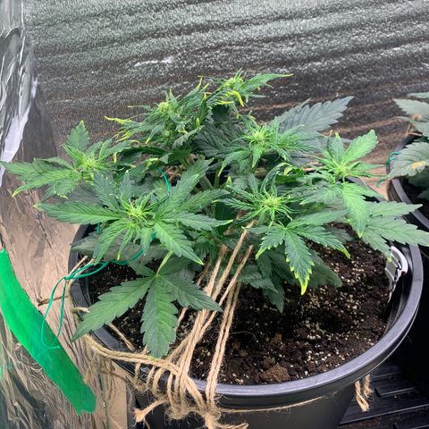 NYC diesel x White widow Auto growlog timeline photo