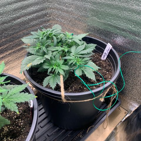 White widow Auto growlog timeline photo
