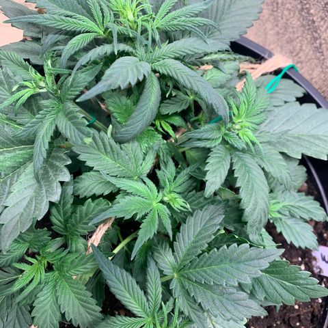 White widow Auto growlog timeline photo