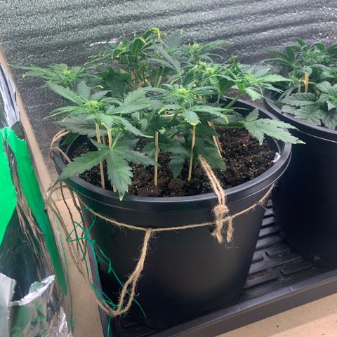 NYC diesel x White widow Auto growlog timeline photo